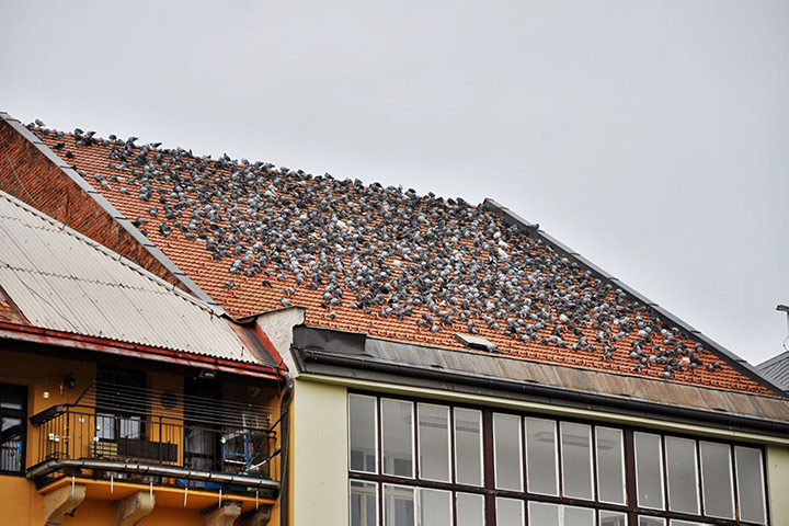 A2B Pest Control are able to install spikes to deter birds from roofs in Catford. 