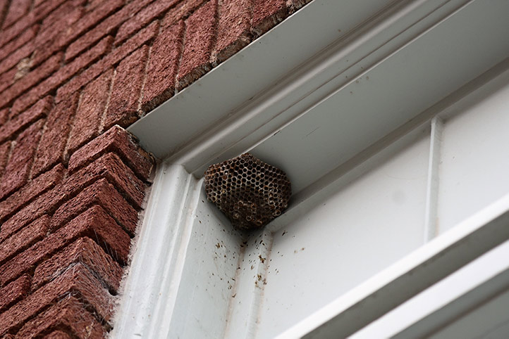 We provide a wasp nest removal service for domestic and commercial properties in Catford.
